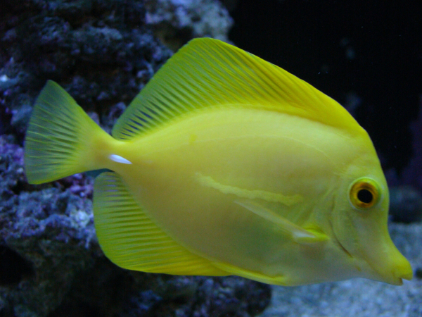  Zebrasoma flavescens (Yellow Tang)